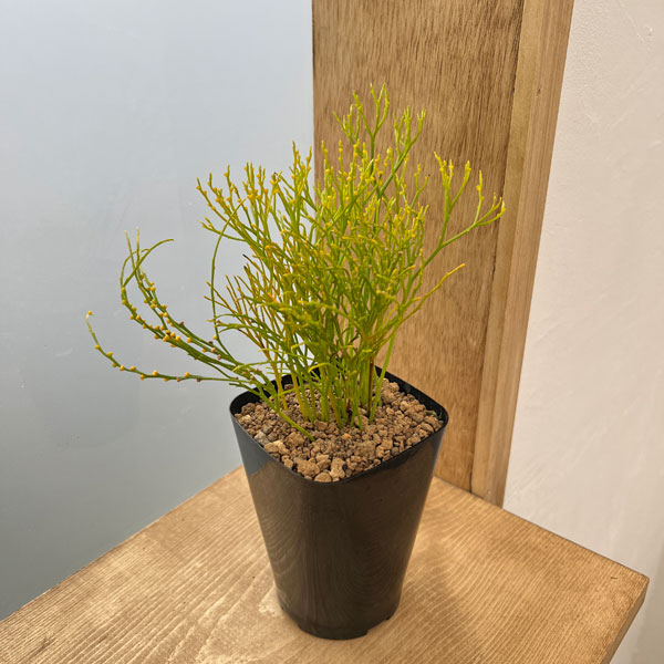 マツバラン：羽衣錦（ハゴロモニシキ）3号鉢植え