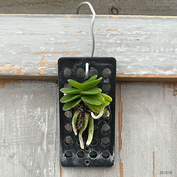 スコエノルキス：フラグランス　板付け