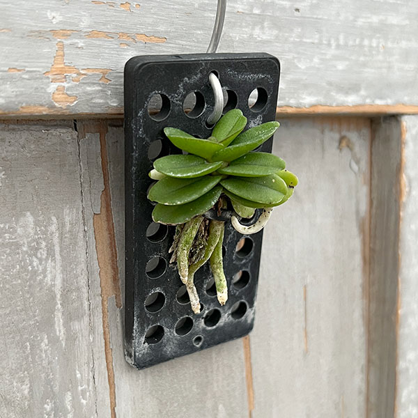 スコエノルキス：フラグランス　板付け