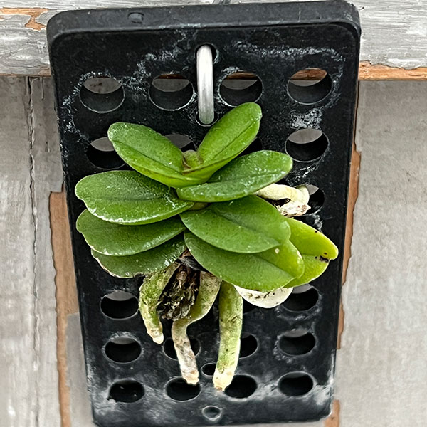 スコエノルキス：フラグランス　板付け