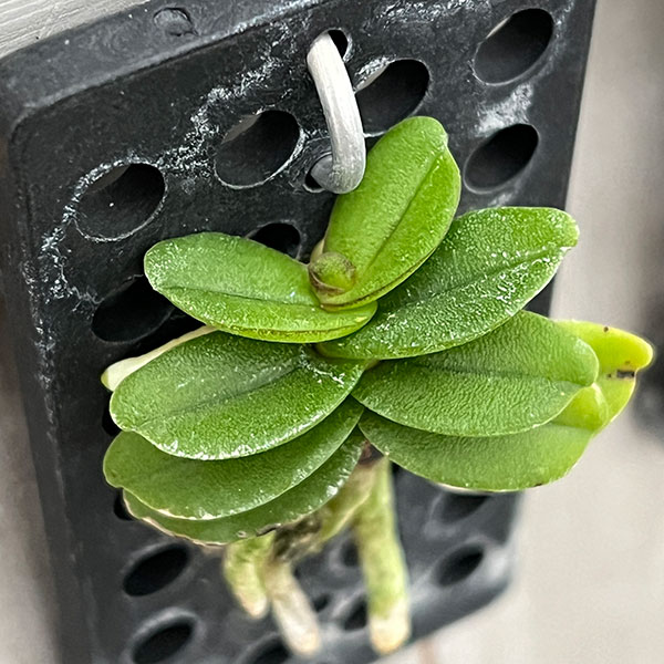 スコエノルキス：フラグランス　板付け