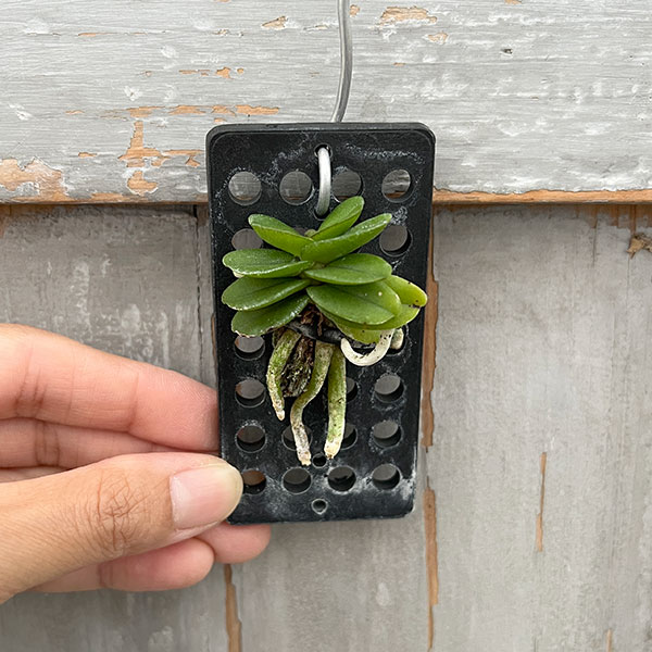 スコエノルキス：フラグランス　板付け