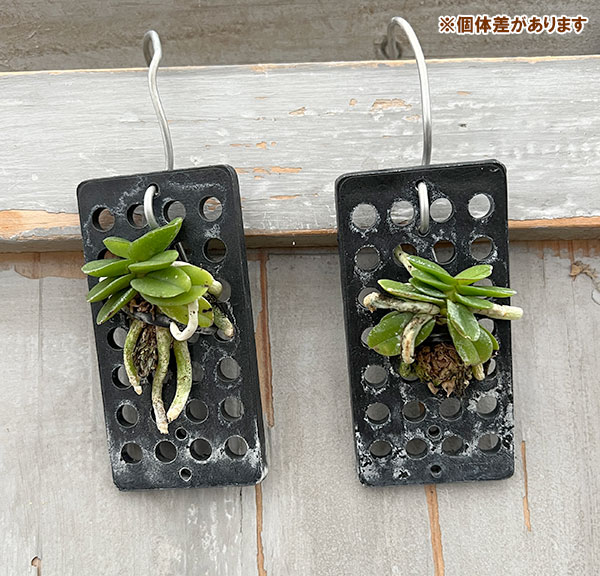 スコエノルキス：フラグランス　板付け