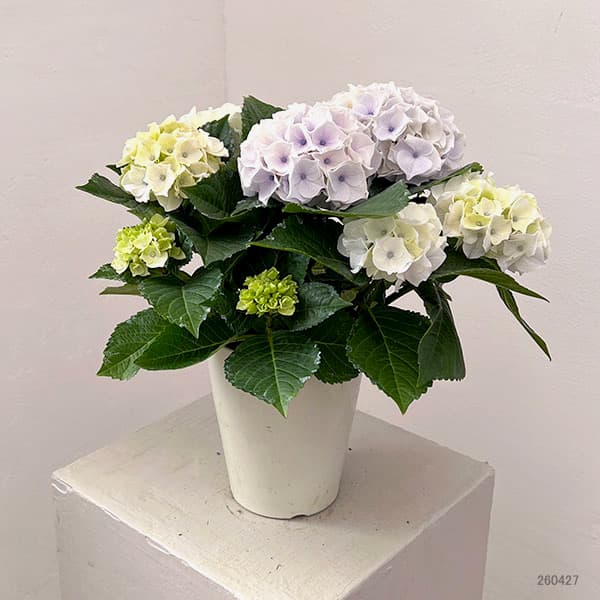 アジサイ：シルクサファイヤ4号鉢植え