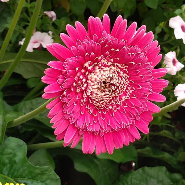 園芸ネット本店｜ガーデンガーベラ（ガルビネア）：マジェスティック