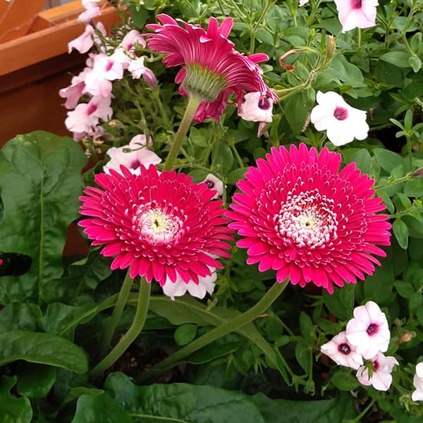 園芸ネット本店｜ガーデンガーベラ（ガルビネア）：マジェスティック