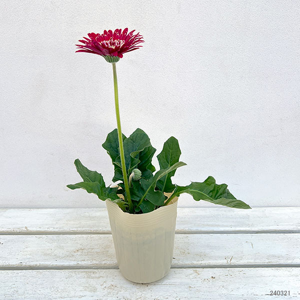 園芸ネット本店｜ガーデンガーベラ（ガルビネア）：マジェスティック