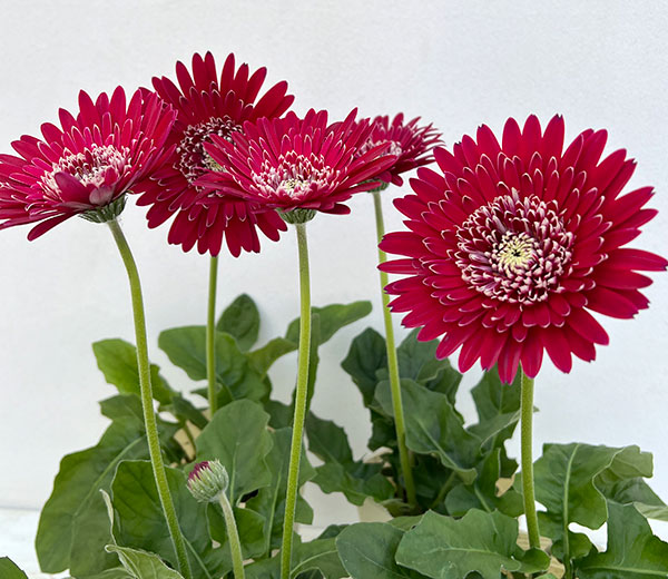 ガーベラ 園芸ネット本店｜ガーデンガーベラ（ガルビネア）：マジェスティック