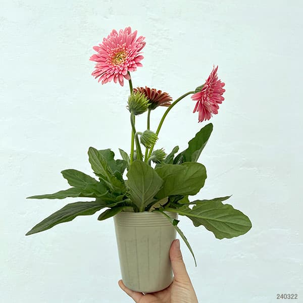 ガーデンガーベラ（ガルビネア）：マジェスティック