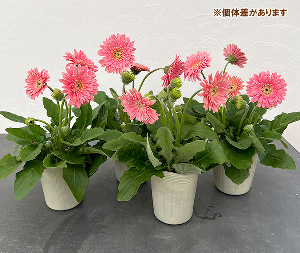 園芸ネット本店｜ガーデンガーベラ（ガルビネア）：マジェスティック