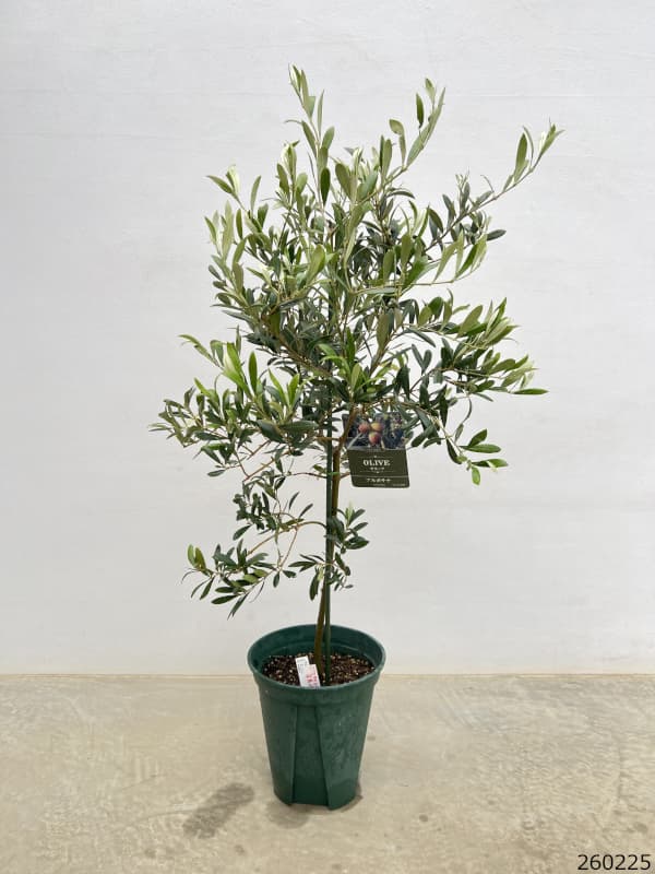 オリーブ：アルボサナ　8号鉢植え