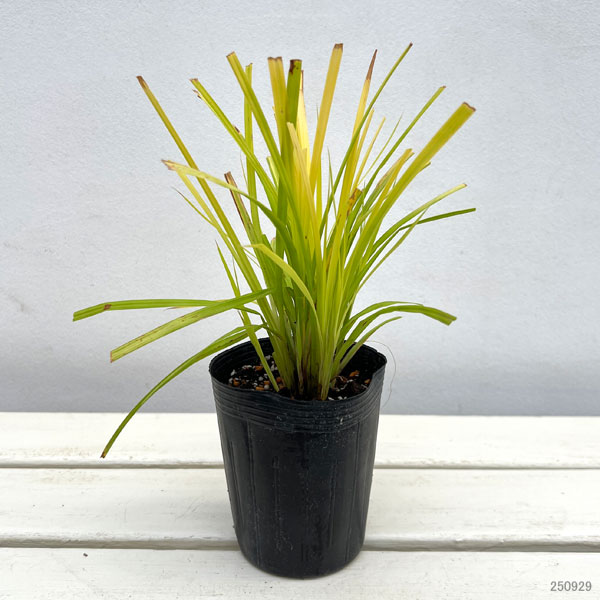 カレックス エラータ オーレア3号ポット