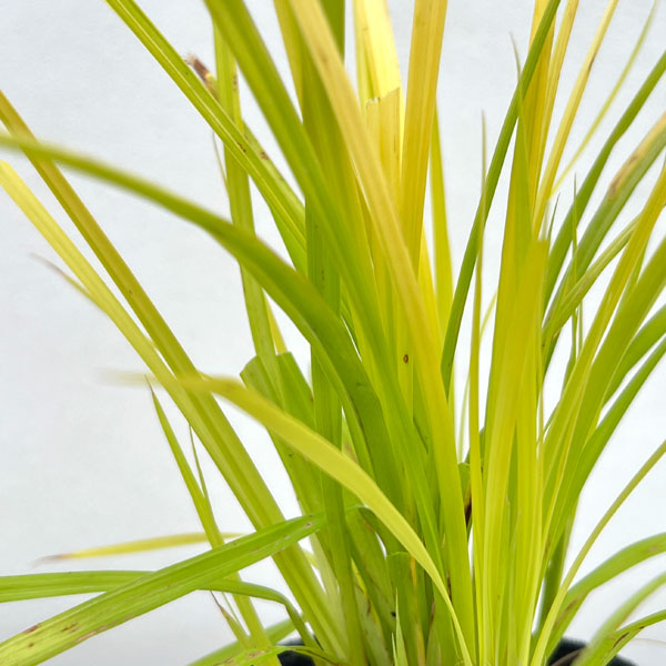 カレックス エラータ オーレア3号ポット