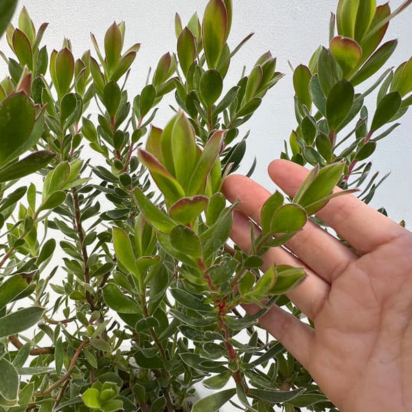 園芸ネット本店｜リューカデンドロン：サマーサン 7号鉢植え* の通販