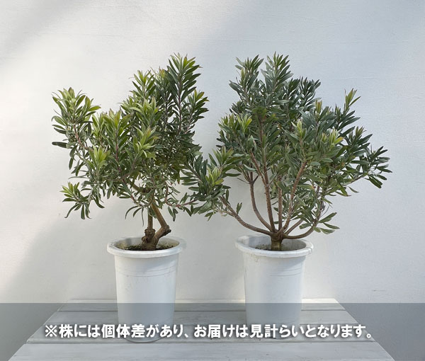 園芸ネット本店｜リューコスペルマム：ハイブリット 7号鉢植え の通販