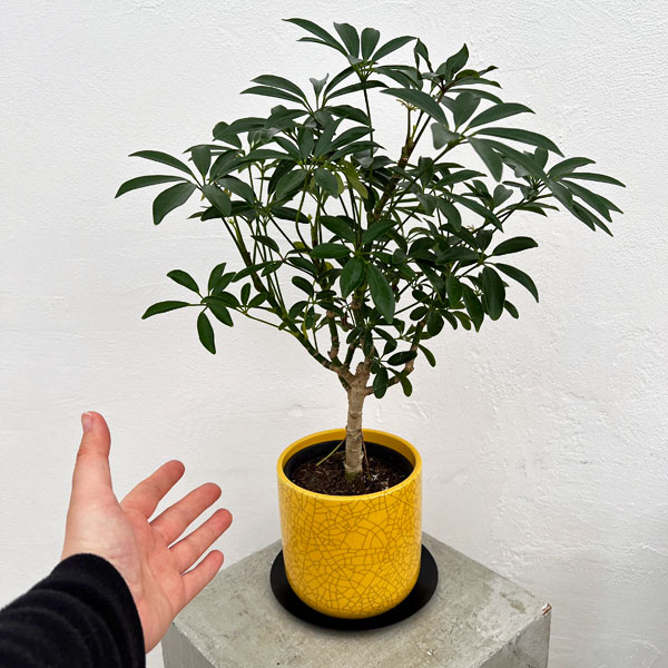 園芸ネット本店｜シェフレラ コンパクタ3.5号植え／ミヤビポットM