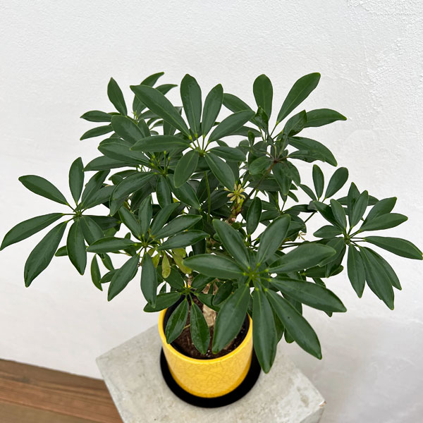 園芸ネット本店｜シェフレラ コンパクタ3.5号植え／ミヤビポットM