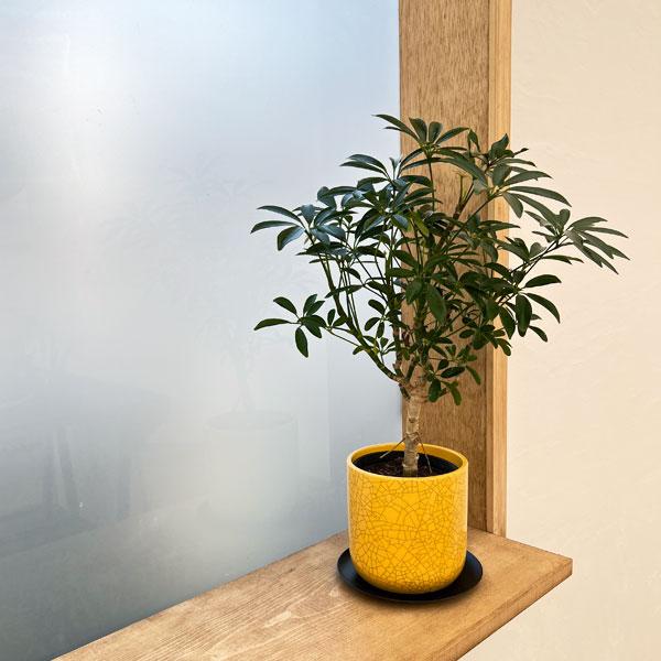 園芸ネット本店｜シェフレラ コンパクタ3.5号植え／ミヤビポットM