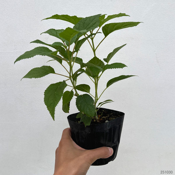 アジサイ(アメリカ):ピコティシャルマン3-3.5号ポット