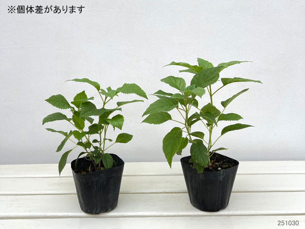 アジサイ(アメリカ):ピコティシャルマン3-3.5号ポット