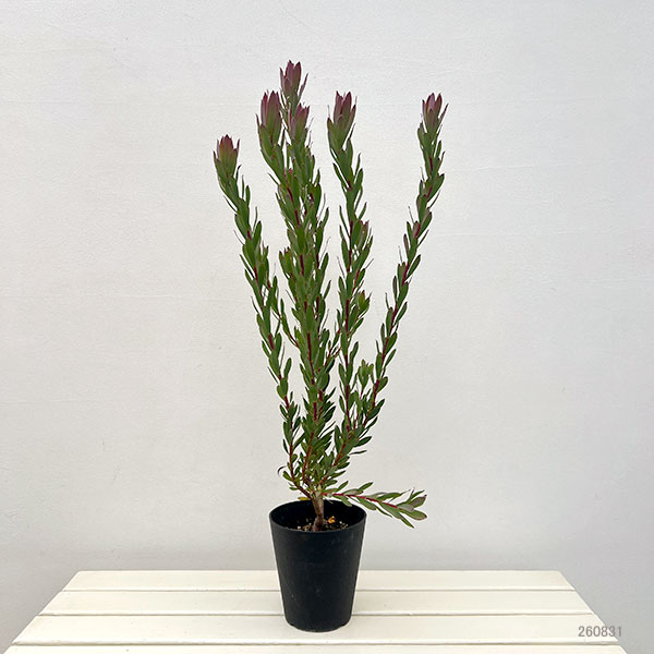 リューカデンドロン：シックスティーンキャンドル　5号鉢植え*