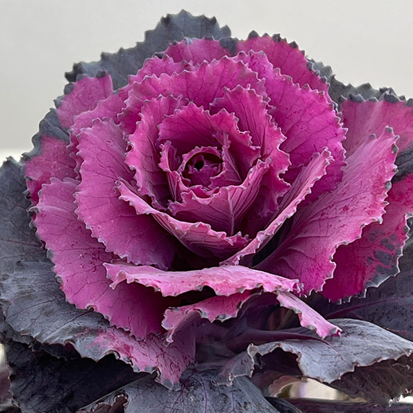 [送料無料]ハボタン：ドルチェパープル2.5号ポット 12株セット