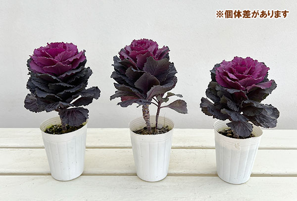 [送料無料]ハボタン：ドルチェパープル2.5号ポット 12株セット
