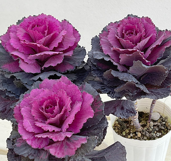 [送料無料]ハボタン：ドルチェパープル2.5号ポット 12株セット