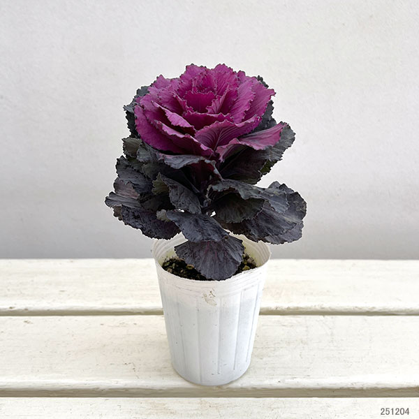 [送料無料]ハボタン：ドルチェパープル2.5号ポット 12株セット