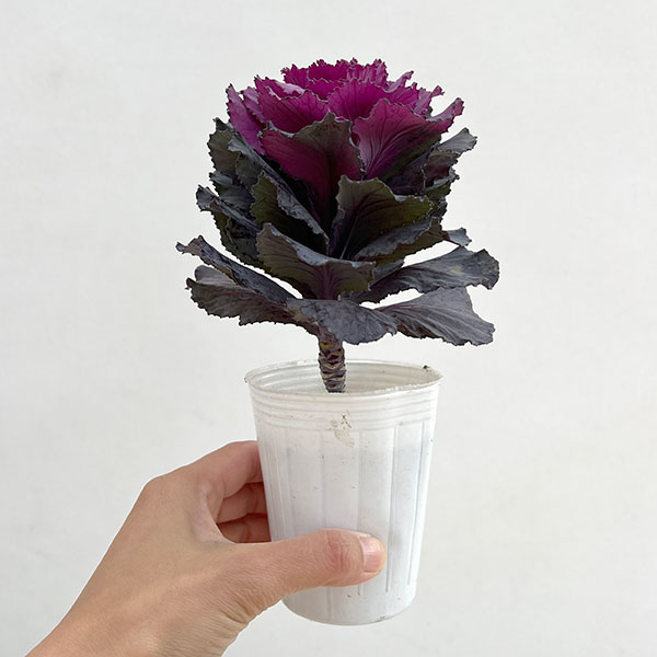 [送料無料]ハボタン：ドルチェパープル2.5号ポット 12株セット