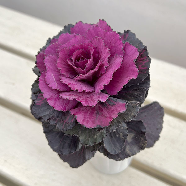 [送料無料]ハボタン：ドルチェパープル2.5号ポット 12株セット