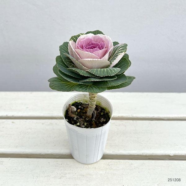 ハボタン:マカロン2.5号ポット