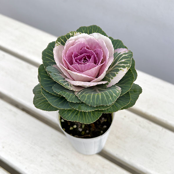 ハボタン:マカロン2.5号ポット