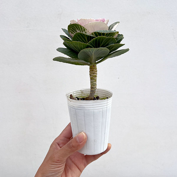 ハボタン:マカロン2.5号ポット