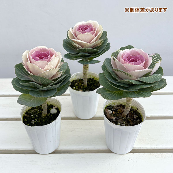 ハボタン:マカロン2.5号ポット