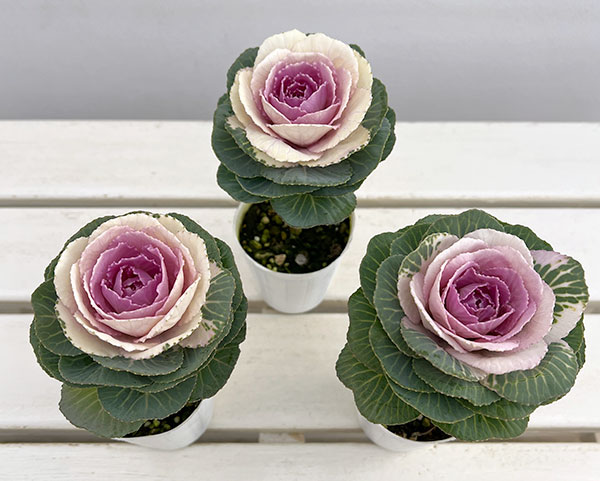 ハボタン:マカロン2.5号ポット