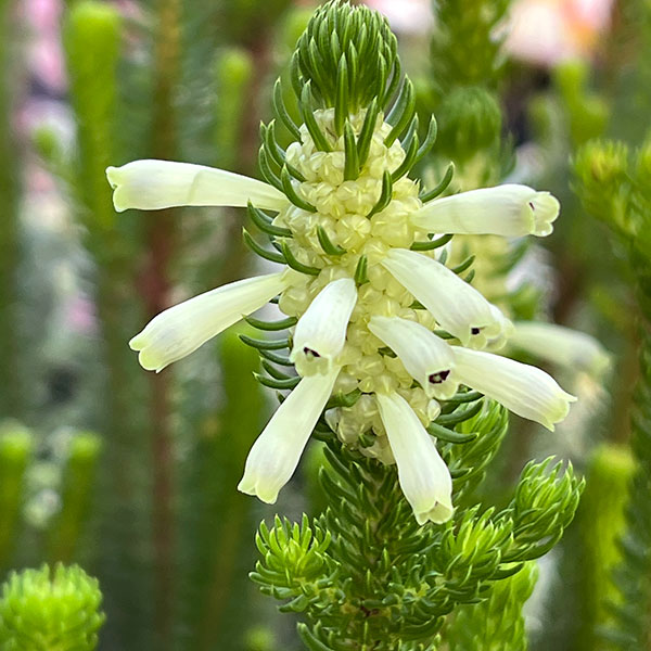 エリカ:セシリフローラ4.5号鉢植え