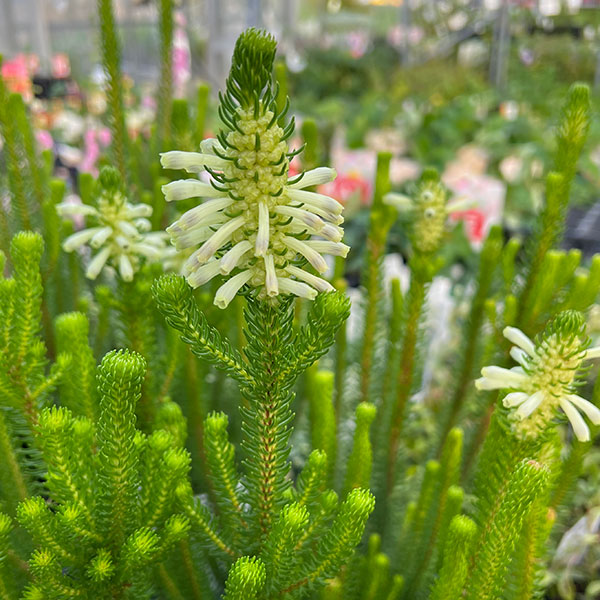 エリカ:セシリフローラ4.5号鉢植え