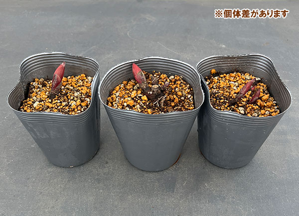 [25年10月中下旬予約]シャクヤク：満州山芍薬4号ポット
