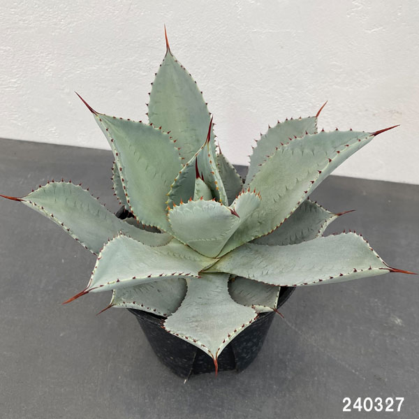 園芸ネット本店｜アガベ：ドラゴントゥース 5号鉢植え* の通販【公式】