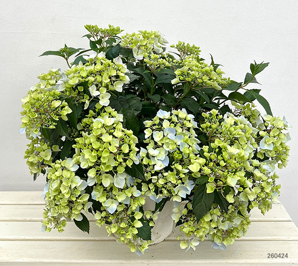 ラグランジア（アジサイ）：クリスタルヴェール【2】8号鉢植え・大株