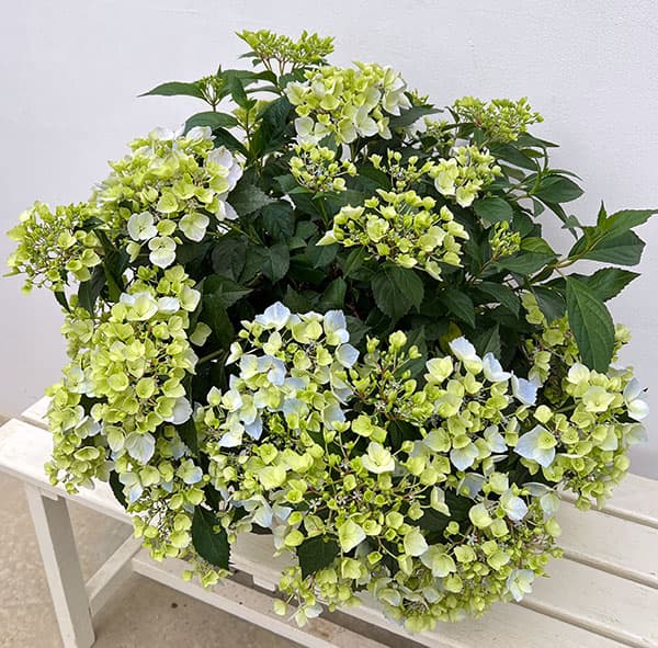 ラグランジア（アジサイ）：クリスタルヴェール【2】8号鉢植え・大株