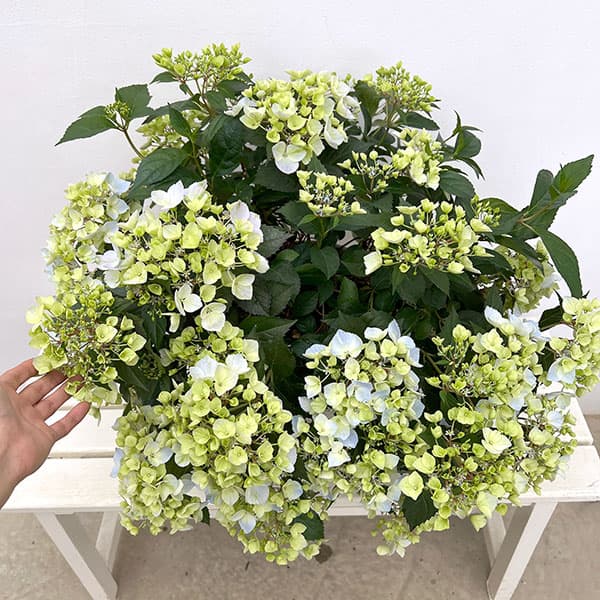 ラグランジア（アジサイ）：クリスタルヴェール【2】8号鉢植え・大株