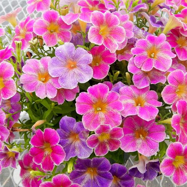 ペチュニア:花ことば3.5号ポット
