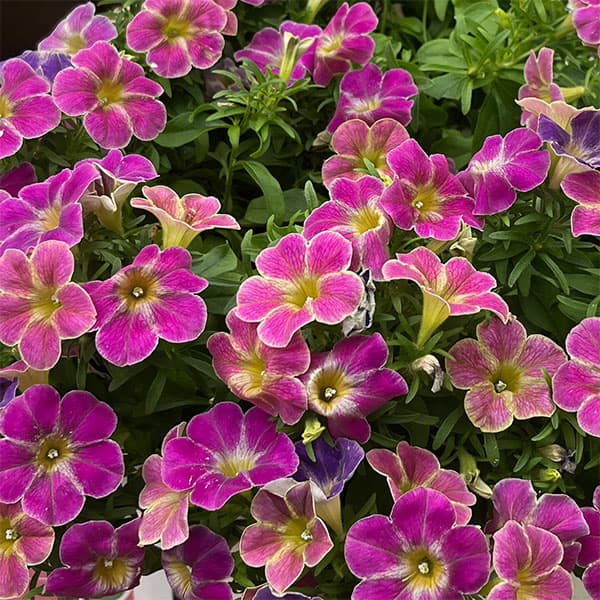 ペチュニア:花ことば3.5号ポット