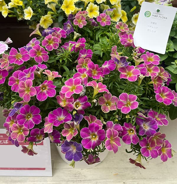 ペチュニア:花ことば3.5号ポット