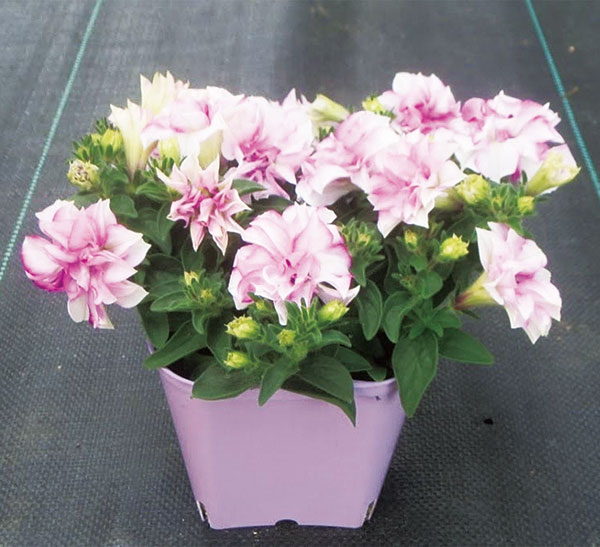 [26年4月下旬予約]ペチュニア：ピンクサファイア3.5号ポット