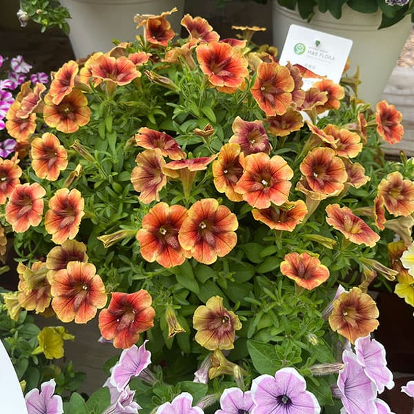 [26年4月下旬予約]ペチュニア：ゆうやけこやけ3.5号ポット