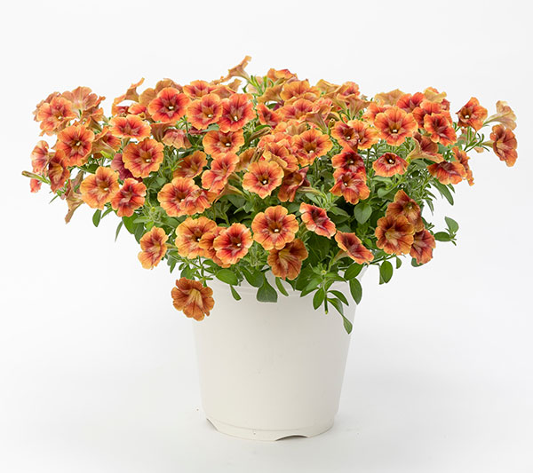 [26年4月下旬予約]ペチュニア：ゆうやけこやけ3.5号ポット