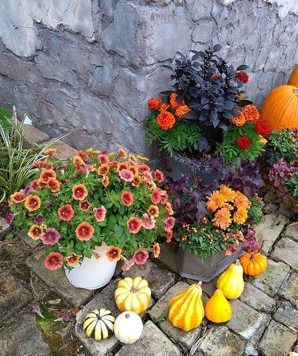 [26年4月下旬予約]ペチュニア：ゆうやけこやけ3.5号ポット